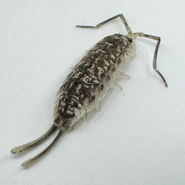 Porcellio Haasi